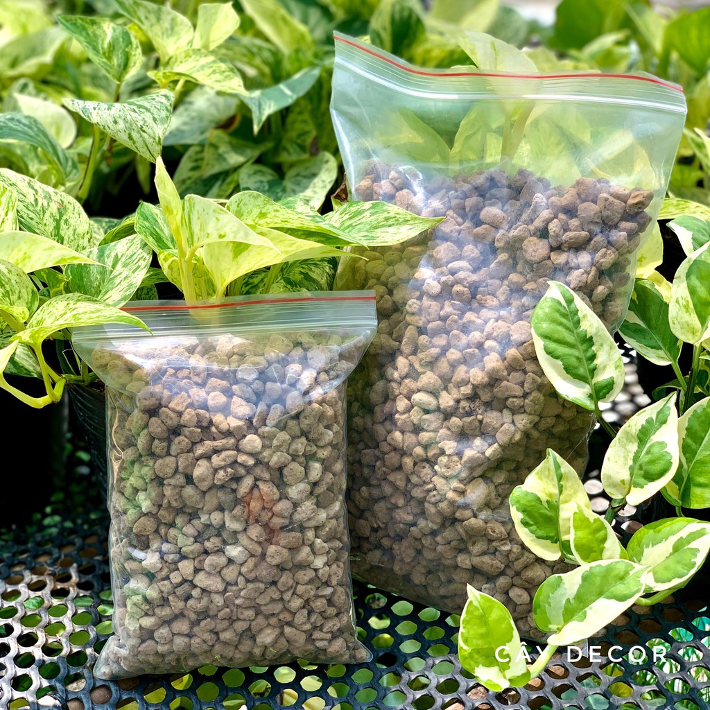 Đá Pumice  rất tốt cho kiểng lá, sen đá, xương rồng, size hạt lớn 5-8mm