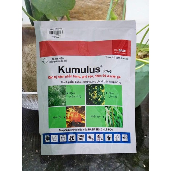 KUMULUS 80WG – THUỐC ĐẶC TRỊ BỆNH PHẤN TRẮNG, GHẺ SẸO CHO CÂY TRỒNG