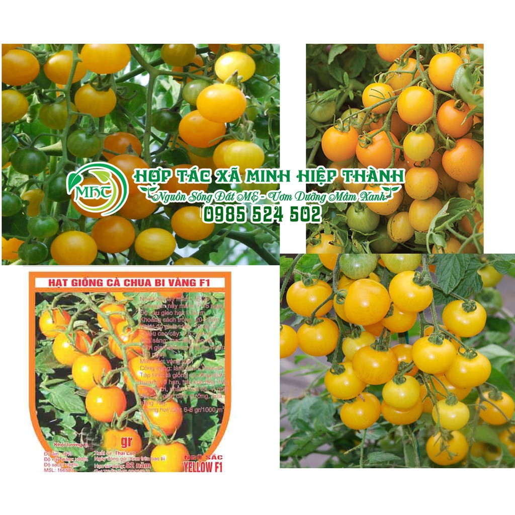 Hạt gióng cà chua bi vàng
