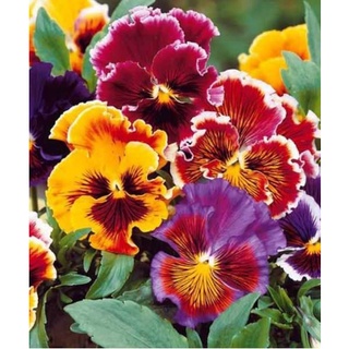 50 Hạt giống hoa Pansy nhún mix tặng kích mầm