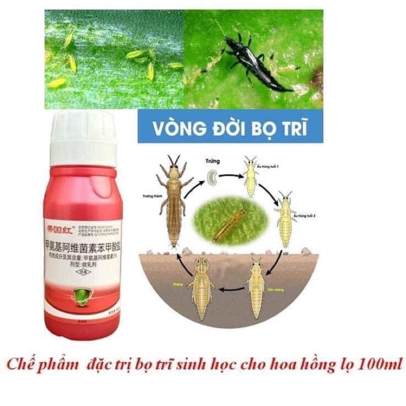 Thuốc trĩ + kích mầm cho cây