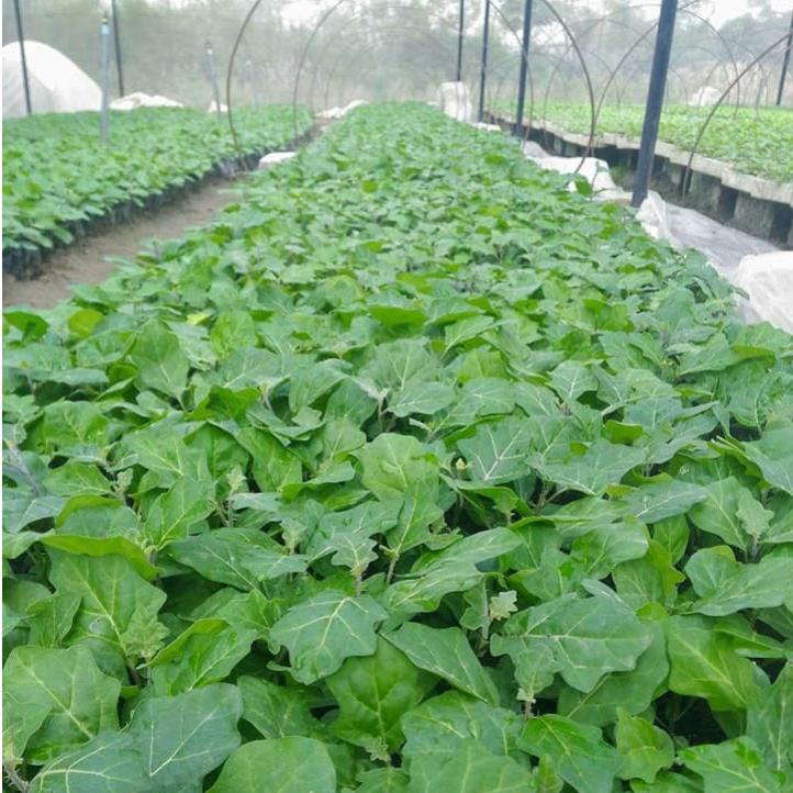 Hạt giống Cà gai leo Sadu, hạt giống thuần chủng tự nhiên (700 hạt)