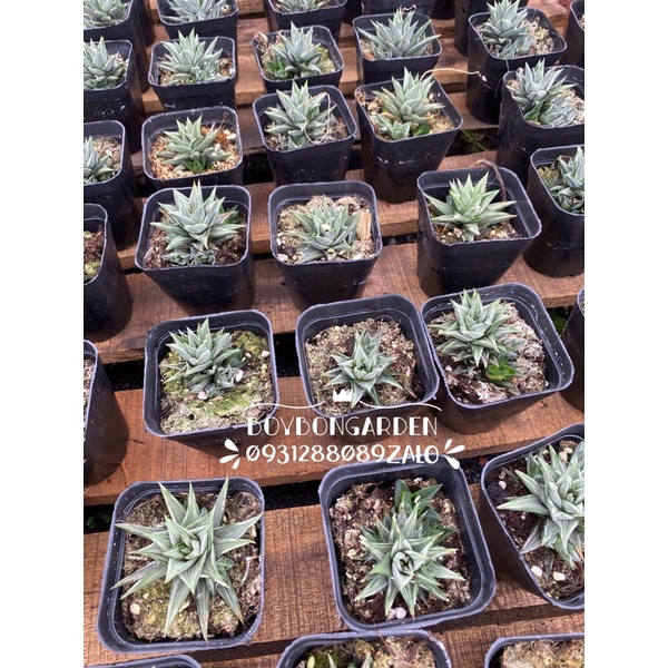 ⚡ [Ảnh thật] ❤ [FreeShip]
