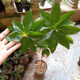 Cây dừa vàng, trắng