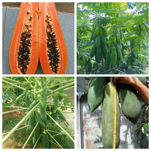 Hạt giống đu đủ siêu ngọt Thái Lan - gói tầm 120 hạt