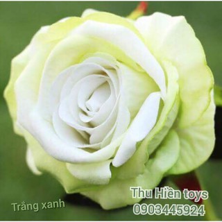 Hoa Hồng Nhung  Hoa Lụa Cao Cấp (51cm)