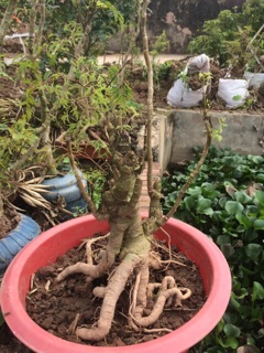 Combo 2 Cây Đinh Lăng Bonsai