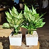Chậu Men Sứ Hình Vuông 10x10x10cm Trồng Cây Phong Thủy, Cây Để Bàn