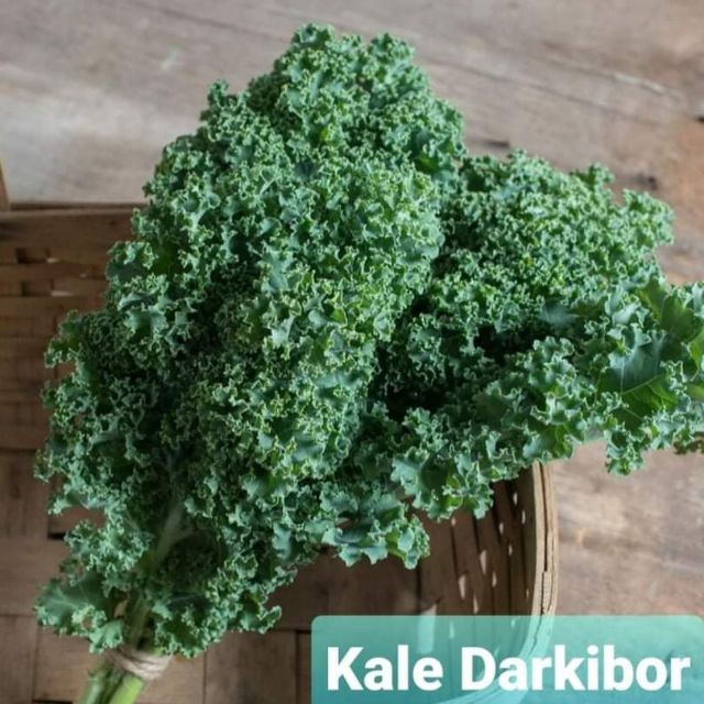 Combo 30 hạt giống cải xoăn Kale Darkibor giống khỏe, cứng cây, lá dày và xoăn mạnh, hương vị giòn ngon