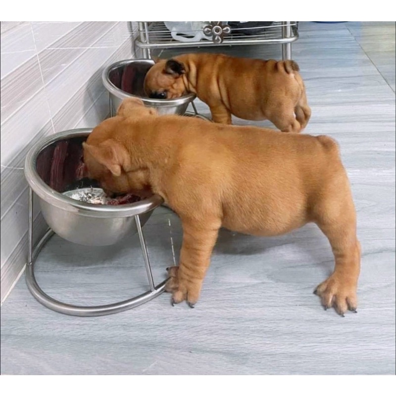 TÔ CHÉN INOX CHO CHÓ MÈO - BÁT ĂN TREO CHUỒNG - CHÉN TREO LỒNG - CHÂN ĐẾ CHỐNG ĐỔ TÔ INOX