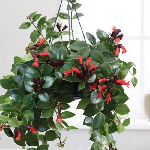 Chậu cây giống hoa lan son môi đỏ kèm chậu treo như hình - Lipstick Plant - Aeschynanthus lobbiana - Trang Flower