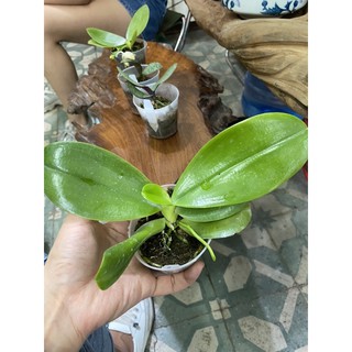 Hồ điệp vân thơm cây đang ngồng hoa