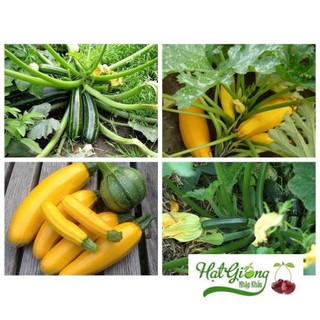 Gói 15 hạt giống bí ngòi vàng LINH NGOC