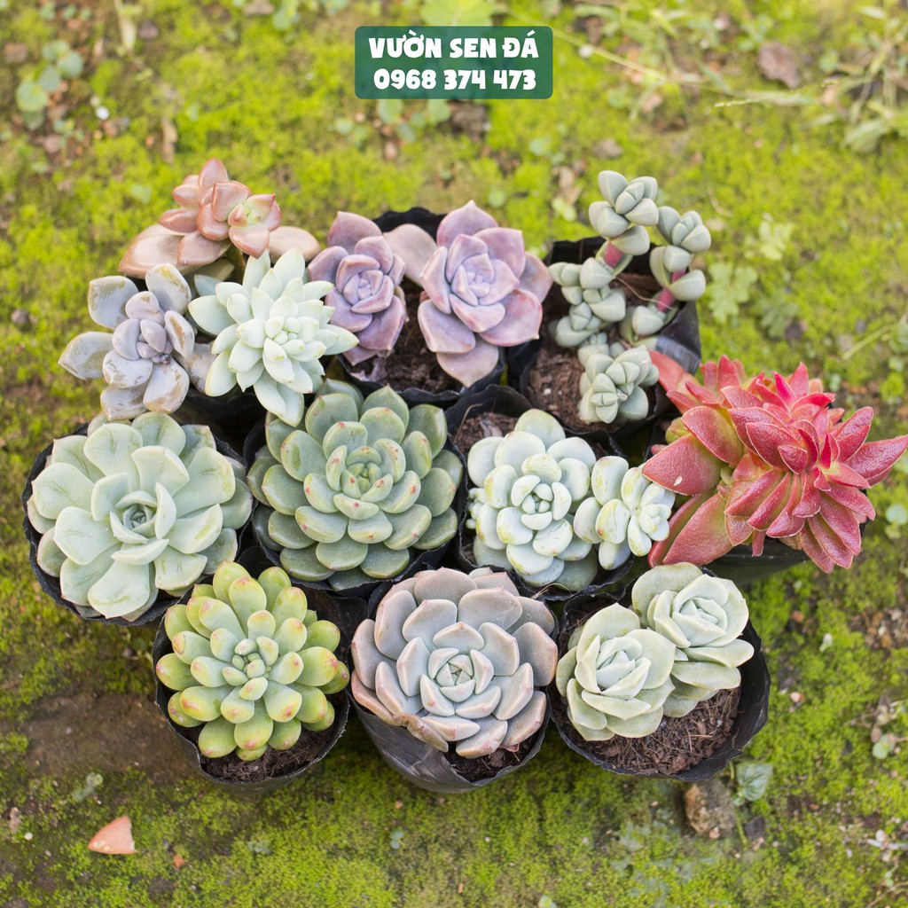 Combo 10 loại sen đá cỡ nhỏ ngẫu nhiên 5-7cm