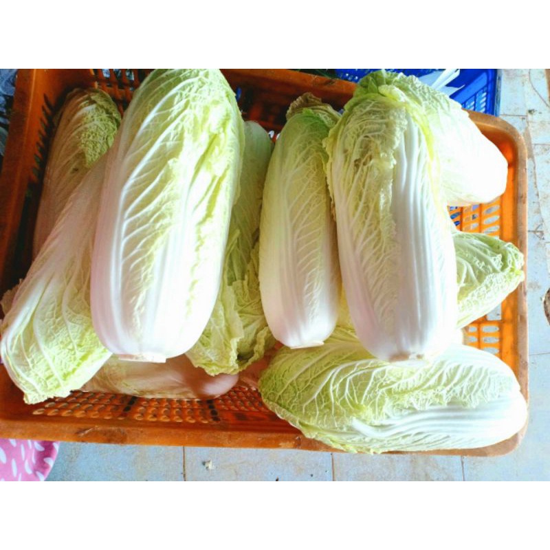 Rau cải thảo (1kg)