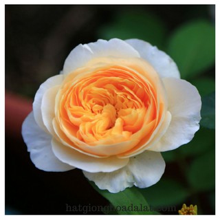 Mua Cây hoa hồng Juliet màu cam cá hồi giống David Austin
