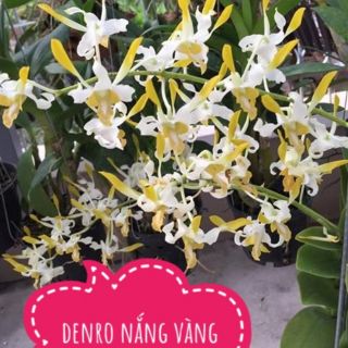 Denro nắng vàng