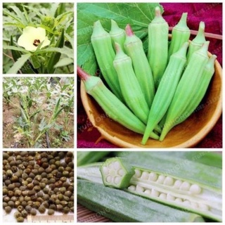 hạt giống đậu bắp trái xanh phú nông 10gr