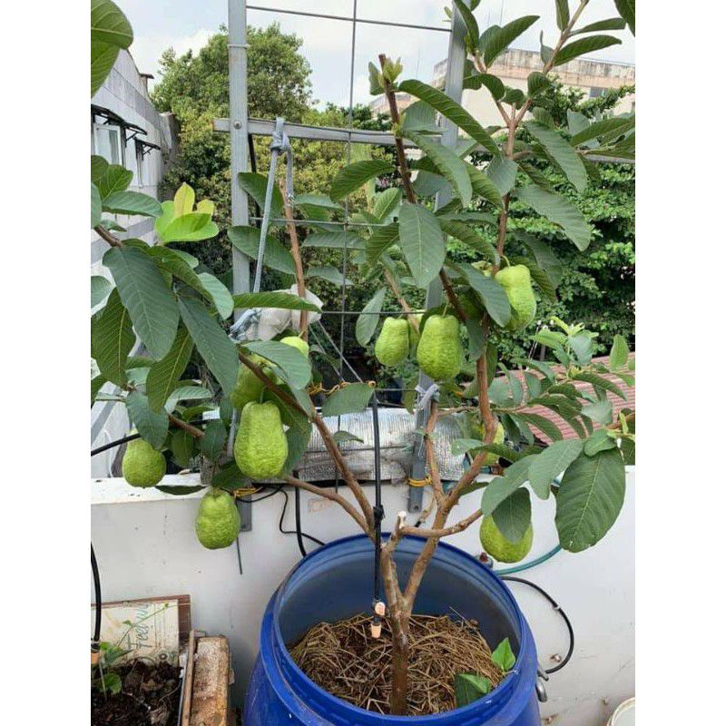 cây ổi nữ hoàng