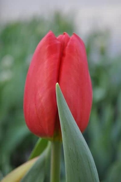 Củ hoa tulip màu đỏ đậm trồng tết