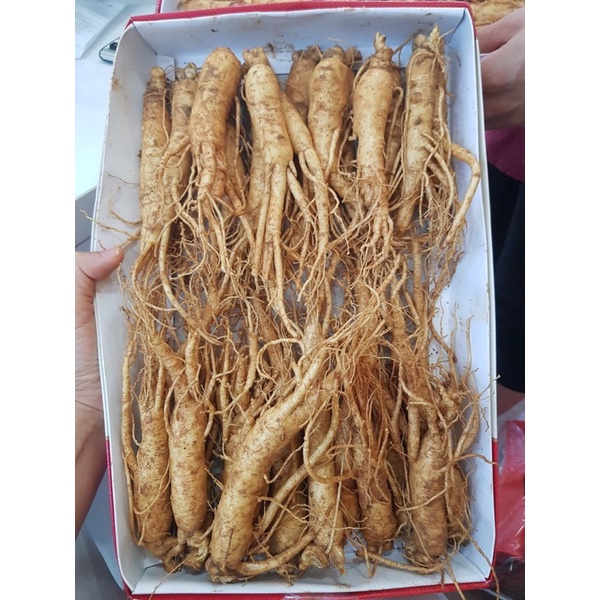 Sâm Hầm Gà 23-25 củ, Sâm Hàn quốc 55k/1 củ