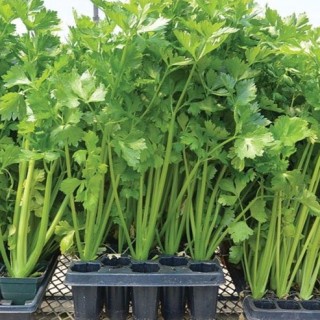 Hạt giống rau cần tây thái lan 2gr = 3400 hạt nhập nguyên gói