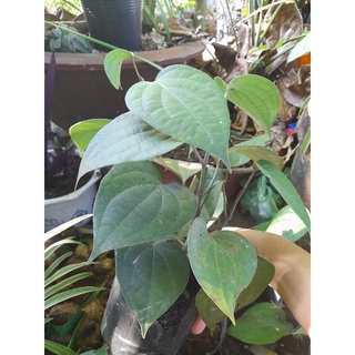 cây hồ tiêu giống 1 chậu