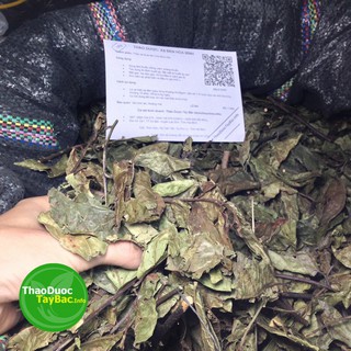 Cây Xạ Đen