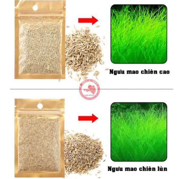 Hạt giống thủy sinh, cây thủy sinh (trân châu ngọc trai, ngưu mao chiên, cỏ tình yêu, cỏ may mắn) shop nhã nam