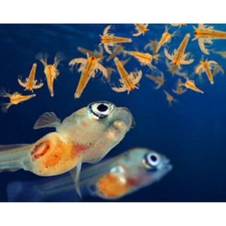 Artemia lon xanh , thức ăn cho cá bột