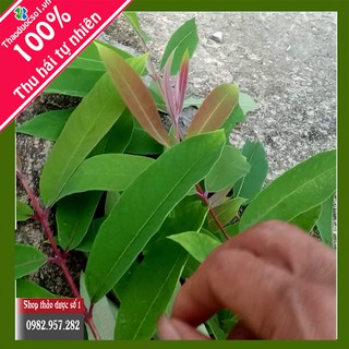 cây đỏ ngọn khô - 1k Hàng công ty Thảo Dược Số 1