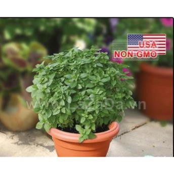 50h Hạt Giống Húng Tây Basil Bụi Lùn 15cm Piccolino