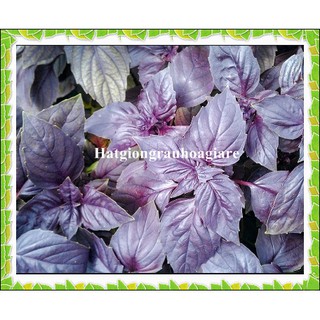Hạt giống basil tím tặng kèm kích mầm