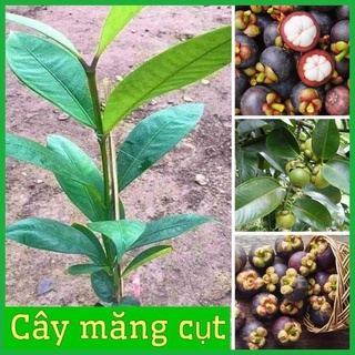 Cây giống măng cụt cây to giống chuẩn