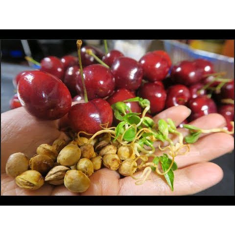 Hạt Giống Qủa Anh Đào / Cherry (5 Hạt) -Thơm Ngon, Bổ Dưỡng, Giàu Vitamin - MUA 3 TẶNG 1 CÙNG LOẠI