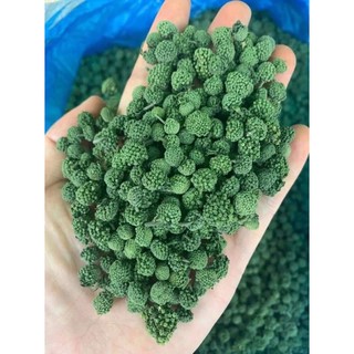 500g nụ tam thất bao tử sapa - hàng công ty thảo dược việt