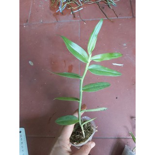 phi điệp 5ct họng hồng