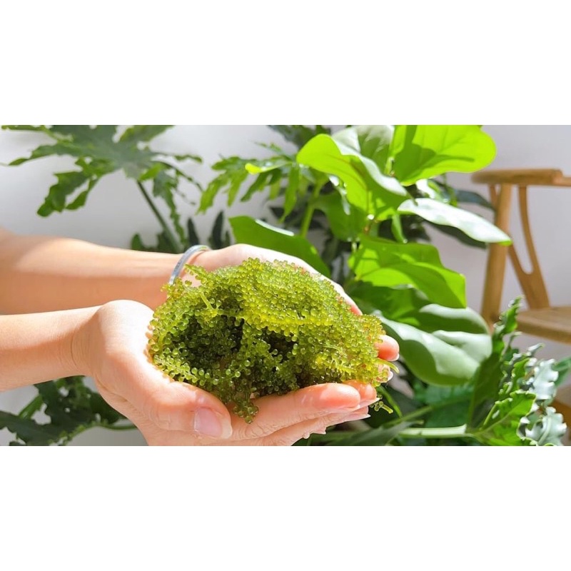 100gram Rong nho tách nước Monino | BigBuy360 - bigbuy360.vn