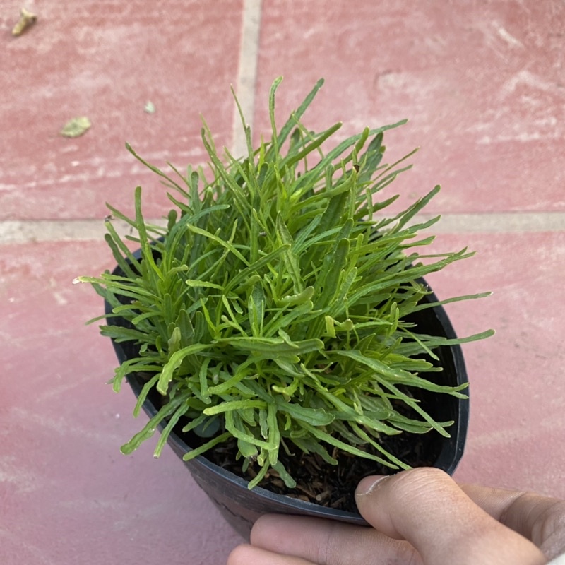 Cây Cỏ Mây bụi nhỏ thích hợp trang trí khuôn viên sân vườn ( Ảnh Thật)