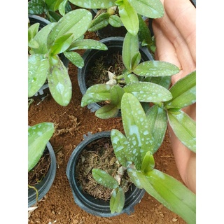 phi điệp hồng yên thủy