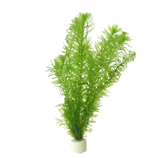 Cây thủy sinh Ngô Công Thảo - lá nước - 20 ngọn