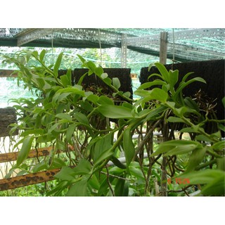 - DỚN BẢNG TRỒNG LAN hàng đẹp, chuyên cho cây hoa cảnh.