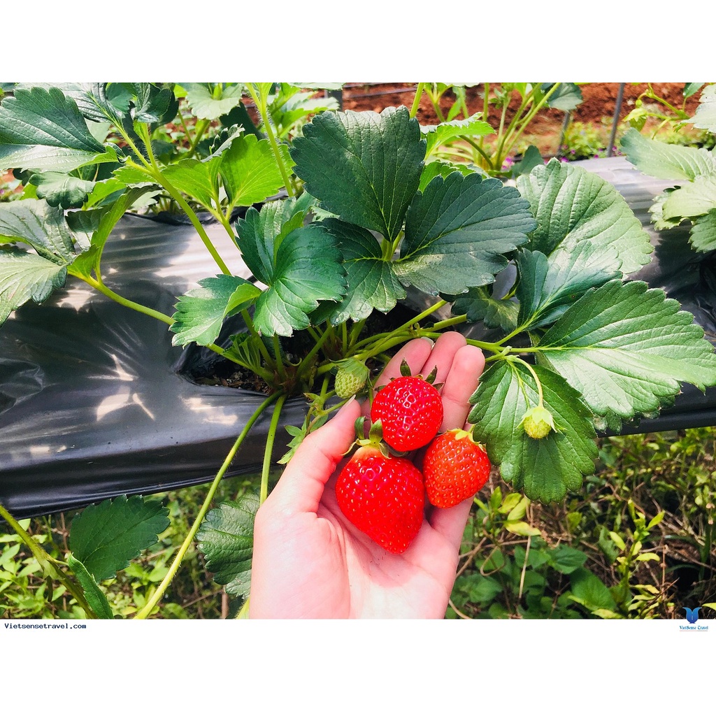 Shop 1K - Hạt giống Dâu tây Đỏ QUẢ SIÊU TO và NĂNG SUẤT 200 Hạt