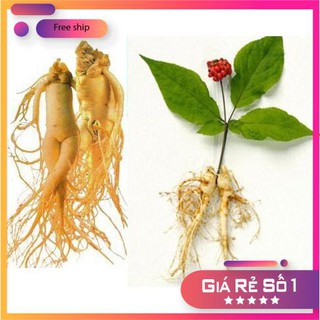HẠT GIỐNG SÂM HÀN QUỐC ( 5 hạt) LUCKY.VN