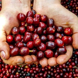 Cascara