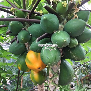 Hạt giống cây Đu Đủ - 10 Hạt