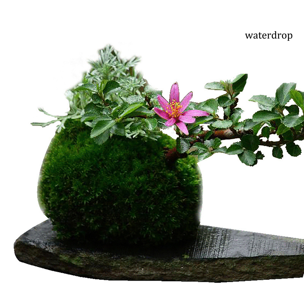 Lọ trồng hoa / cây mọng nước thiết kế rêu trang trí quán cà phê / vườn / nhà ở