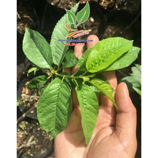 Cây giống cherry mỹ