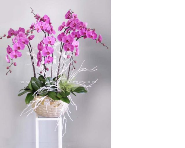 CÀNH TUYẾT DẺO