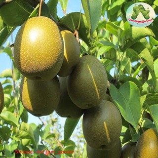 Cây giống Lê vàng